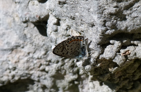 Butterfly resting on rocks