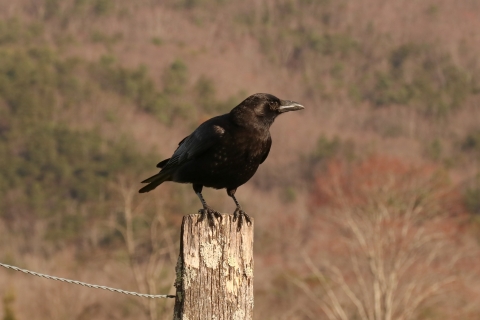 A black bird perched on a fence post