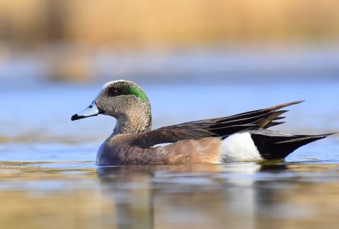 A bird swimming with green markings behind it's eye