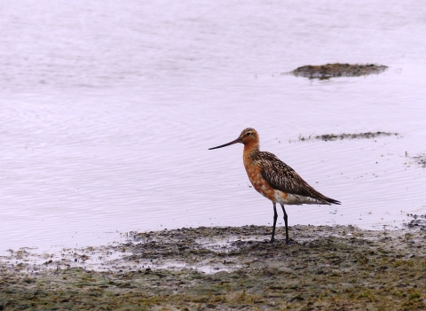 A tall rust and brown-colored shorebird with slender legs and beak