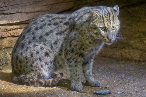 A dusty brown cat with black spots