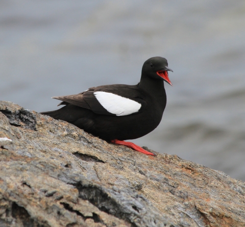 A black bird with white wing and orange/red mouth and foot