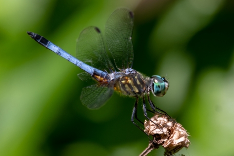 A bright blue dragonfly perched on a dead flower