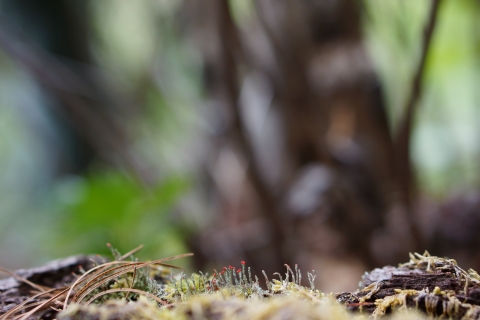 Small lichen growing on a rock with red tips