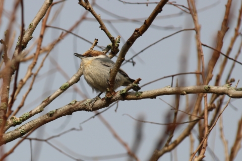 A white-grey bird with brown feathers on its head perched on a tree branch in winter