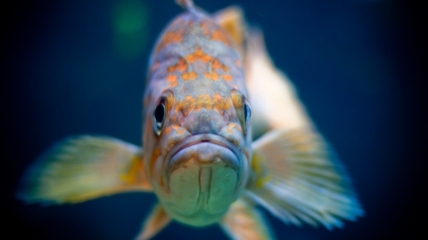 A fish with bright orange spots on its face looking directly at the camera