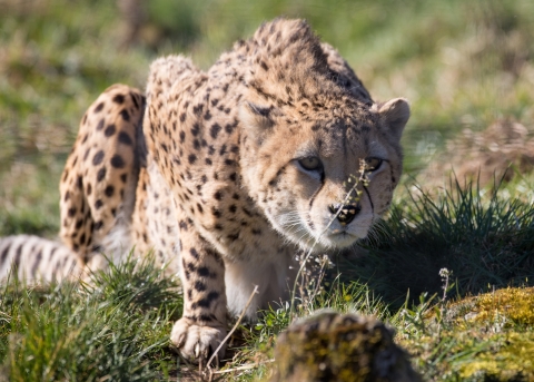 An orange/tan cat with black spots crouched in the grass