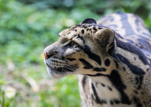 a tan cat with black spots and stripes and long white whiskers