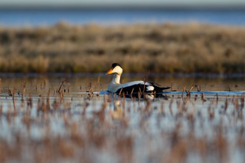 A white bird with black face and wing features