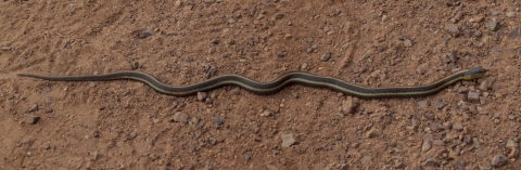 A long black snake with white and orange stripes down it's length on red, rocky soil