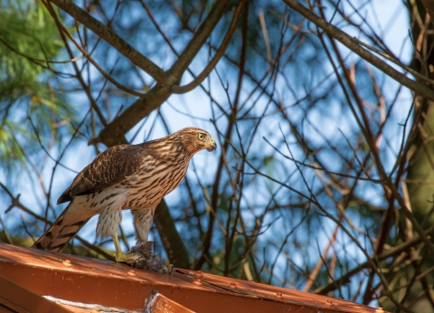 A grey and white hawk with brown stripes and yellow eyes with a small bird in it's tallons