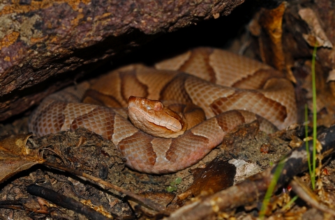 A rusty orange colored snake with pattern along its back hiding under a rock