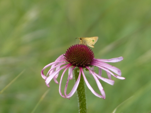 A tan colored butterfly with long antennae on a a bright purple flower