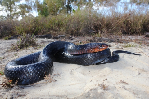 A jet black snake with reddish orange coloring around it's face on sandy soil