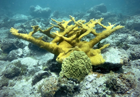 A yellow branching coral