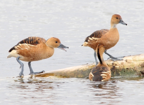 Three orange/brown ducks on a floating log