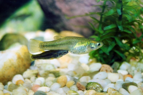 A silver fish with swollen abdomen and a smaller dark grey fish swimming directly below