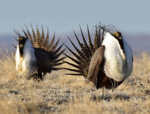 Two large, ornate birds with pointed fail features, large white breast on a dry grassland with mountains in the distance