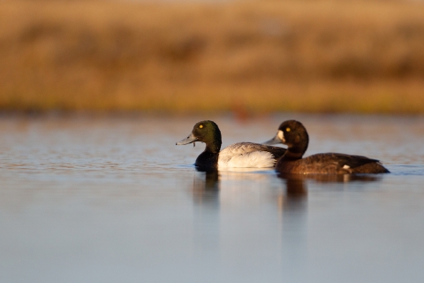 Two birds swimming with a bank in the background. One bird has white features on it's wings, the other has dark brown. Both birds have dark heads.