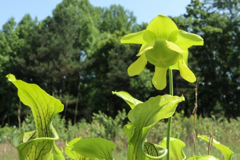 A green plant in the shape of a pitcher to collect water with a bright green flower