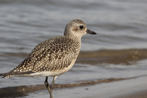 A speckled black and light brown bird walking along the shore