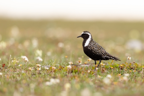 A black, gold, and white colored shorebird in breeding plumage among the white and gold flowers of the Arctic tundra.