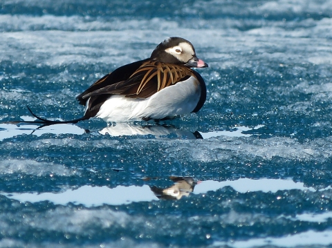 A duck with a long feathery tail on a frozen lake