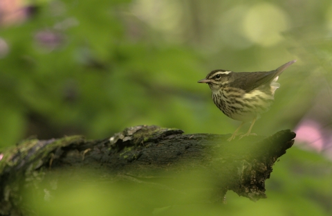 A small grey bird with patchy yellow and brown breast standing on a log