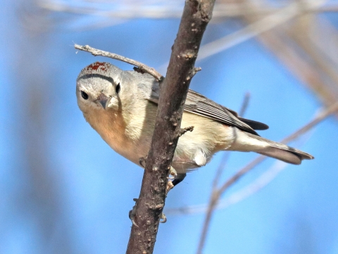 A grey bird with patchy red markings on the top of it's head