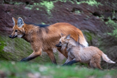 An auburn colored dog with sand colored pup