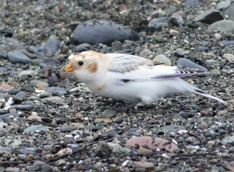 A small white bird with brown patches on it's head and orange beak