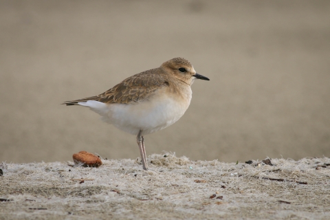 a rusty brown/grey bird with white breast standing on narrow tan legs