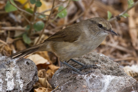 A tanish brown bird standing on a rock