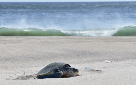 A sea turtle on a beach covering a nest while a wave crashes in the background