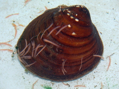 A brown mussel with orangish brown striations'