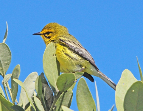 A yellow bird with dark black stripes around it's eyes