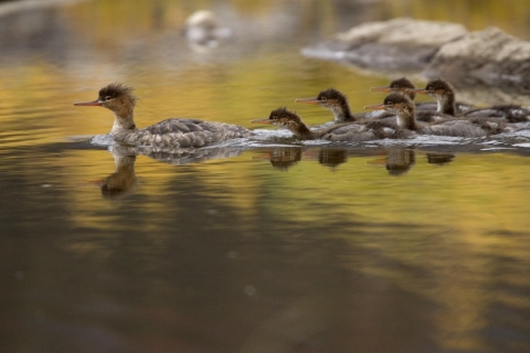 A brown bird with fluffy feathers on it's head swimming in the water followed by fix smaller chicks