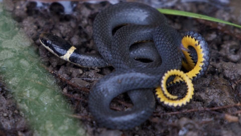A black snake with yellow/orange belly and matching ring around it's neck