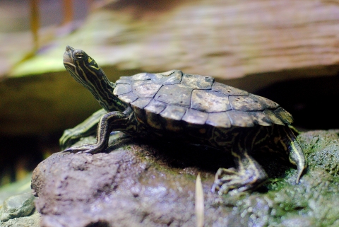 A turtle with a yellow and black pattern on it's neck basking on a rock