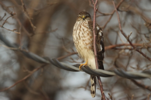 A large, white-breasted hawk with brown spots and wings in a cold environment