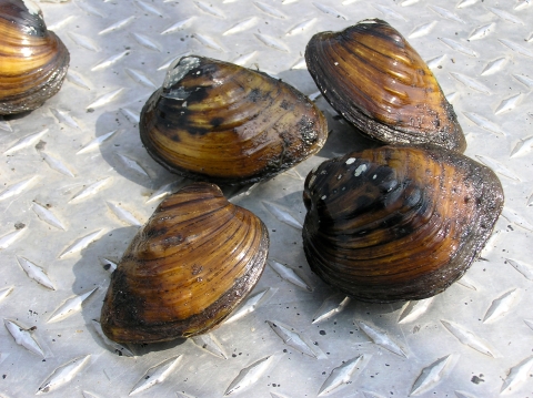 Brown and black striated freshwater mussels sitting a steel truck bed