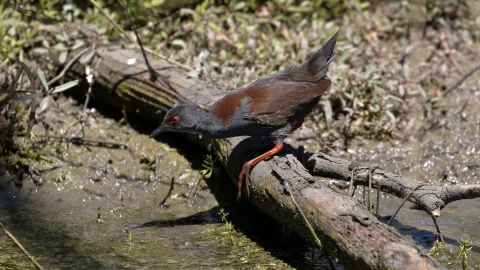 A black and brown bird with red eye and orange legs on a log on the bank of a wetland