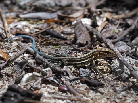 A small lizard with a bright blue tail and brown/black striped body on sandy leaf litter