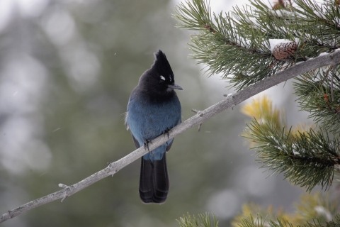 A black and blue bird perched on an evergreen tree while it's snowing