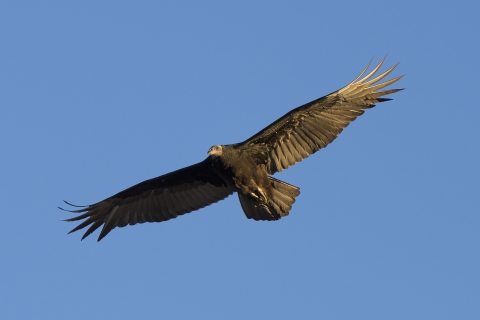 A large bird with outstretched wings soaring in the blue sky