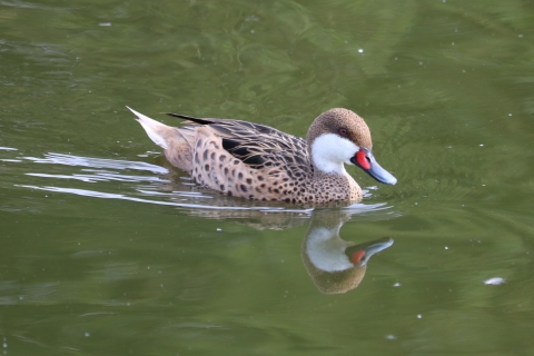 A brown bird with white spot below it's eye and a bright red spot at the beginning of it's black beak