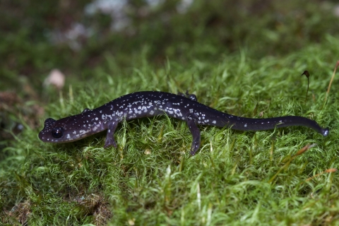 A dark blue/grey salamander with white spots walking on moss