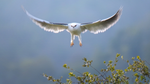 A white raptor with black on the back of it's wings and orange feet flying over a bush