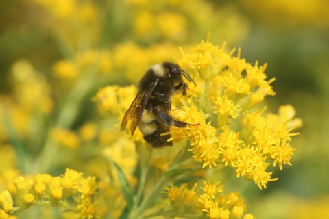 A bumble bee with black and yellow stripes on it's back perched on a bright yellow flower