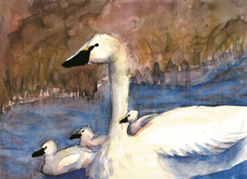 Artwork of tundra swans by Ann Wilmsen